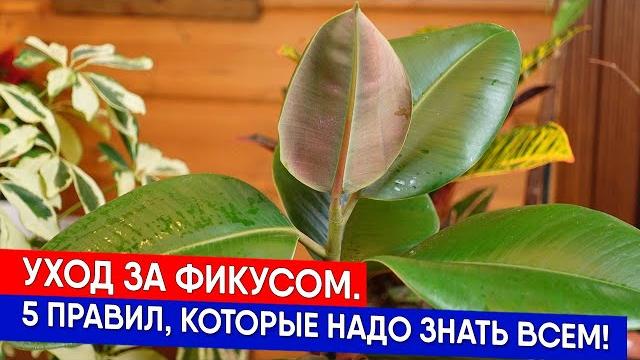 Уход за фикусом. 5 правил, которые надо знать всем! Уход за фикусом. 5 правил, которые надо знать всем!
