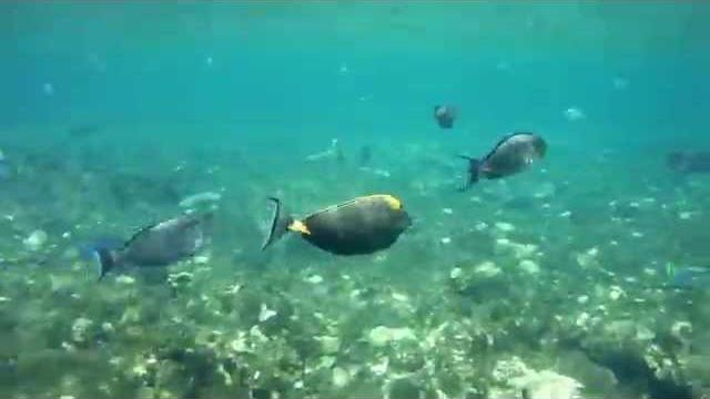 Красное море, видео под водой 330 Красное море, видео под водой 330