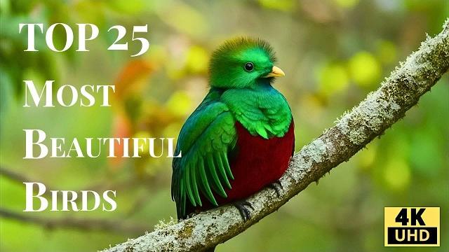 Top 25 Most Beautiful Birds in the world in 4K Top 25 Most Beautiful Birds in the world in 4K