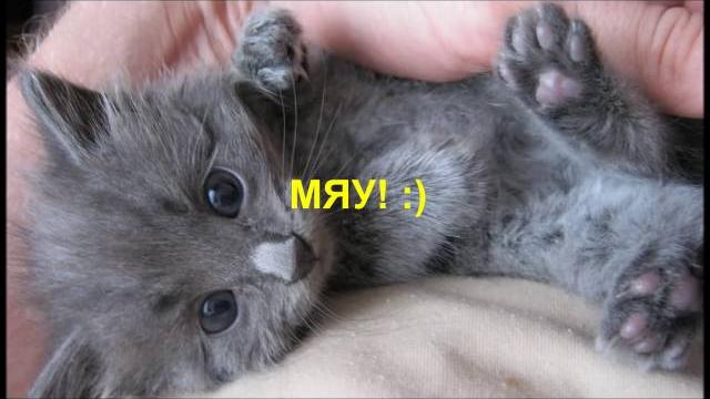нщг нщг