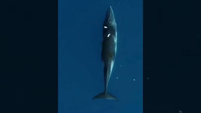 Видео рингтон на звонок скачать Видео рингтон на звонок скачать