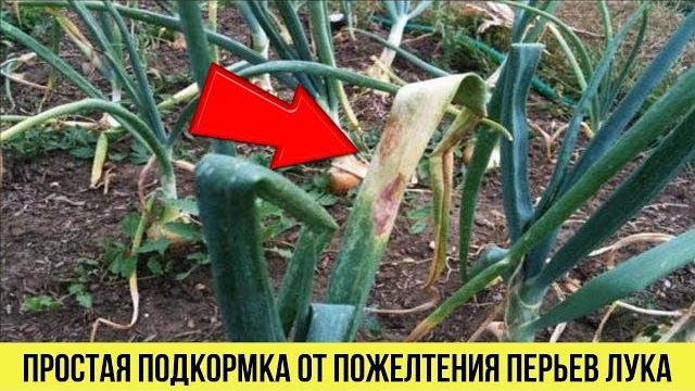 Простая подкормка если ЖЕЛТЕЕТ ПЕРО ЛУКА Как исправить все в момент Рецепт от пожелтения лука Простая подкормка если ЖЕЛТЕЕТ ПЕРО ЛУКА Как исправить все в момент Рецепт от пожелтения лука