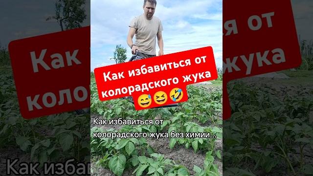Как избавиться от колорадского жука!? #приколы #прикол #колорадскийжук #картошка #советы #беларусь Как избавиться от колорадского жука!? #приколы #прикол #колорадскийжук #картошка #советы #беларусь