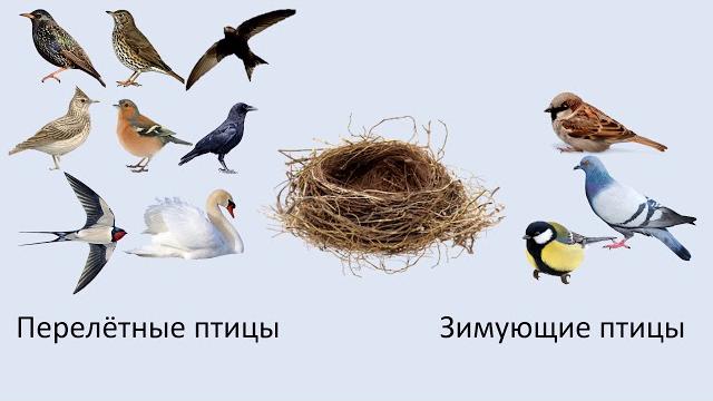 Птицы весной. Видео для детей. Птицы весной. Видео для детей.