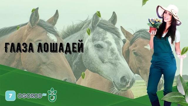 Глаза лошадей Глаза лошадей