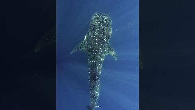 This is a Hungry Whale Shark This is a Hungry Whale Shark