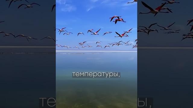 #273 - Путешествие по Ирану! #Факты #short #иран #туризм #путишествие #люди #природа #мир #отдых #273 - Путешествие по Ирану! #Факты #short #иран #туризм #путишествие #люди #природа #мир #отдых