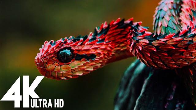 Wildlife (4K UHD) 24/7 - Relaxing Music With Beautiful Nature & Animals Videos(4K Video Ultra HD) Wildlife (4K UHD) 24/7 - Relaxing Music With Beautiful Nature & Animals Videos(4K Video Ultra HD)