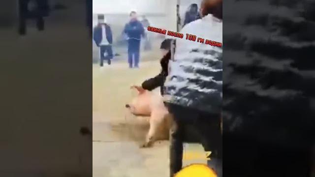 смешное видео про свиней смешное видео про свиней