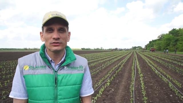 Выращивание перца Перец Геркулес видео от Clause Выращивание перца Перец Геркулес видео от Clause