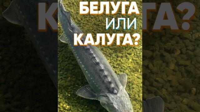 Какой хищник лучше для дачного пруда - белуга или калуга? Давайте разберемся! #рыба #пруд #белуга Какой хищник лучше для дачного пруда - белуга или калуга? Давайте разберемся! #рыба #пруд #белуга