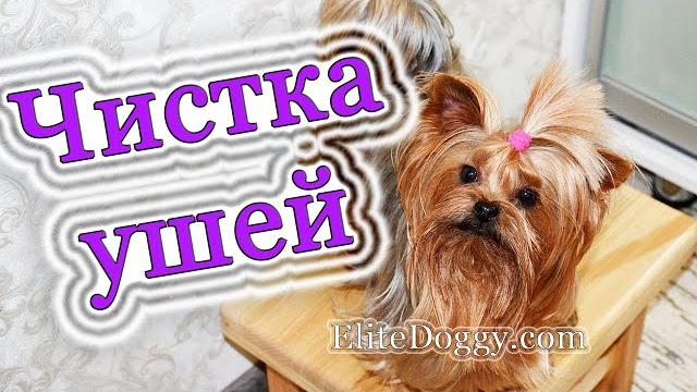 Как почистить уши собаке, чистка ушей у йорка Как почистить уши собаке, чистка ушей у йорка