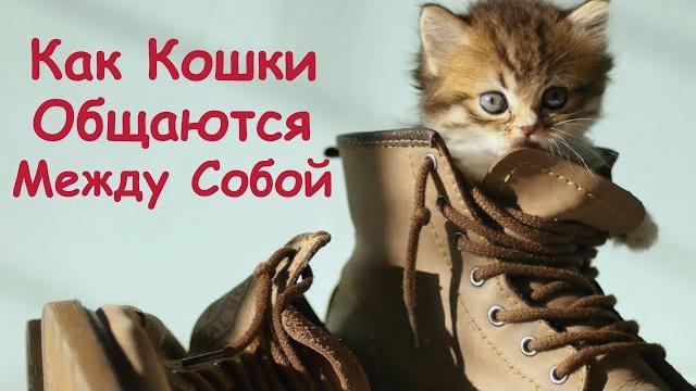 Как кошки общаются между собой Как кошки общаются между собой