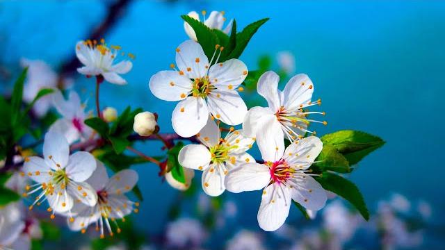 Morning Relaxing Music - Piano Music, Positive Music, Study Music (Madison) Morning Relaxing Music - Piano Music, Positive Music, Study Music (Madison)