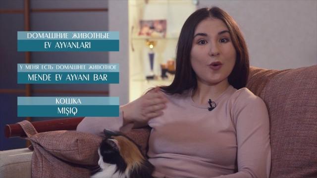 Видеоуроки «Elifbe». Домашние животные Видеоуроки «Elifbe». Домашние животные