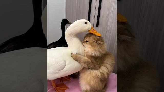 Laugh until my stomach hurts.The Cat and the Duck.(Click to watch the full version) #cute #funny Laugh until my stomach hurts.The Cat and the Duck.(Click to watch the full version) #cute #funny