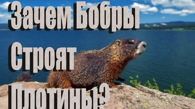 Зачем бобры строят плотину? Зачем бобры строят плотину?