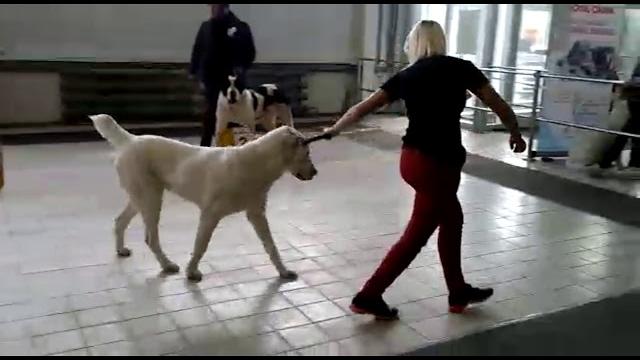 Бугай Алабай Ясон Карай на выставке в Сургуте. Судит Янчев Олег. Первая победа в Юниорах. Бугай Алабай Ясон Карай на выставке в Сургуте. Судит Янчев Олег. Первая победа в Юниорах.