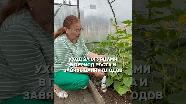 Уход за огурцами в период роста и плодоношения Уход за огурцами в период роста и плодоношения