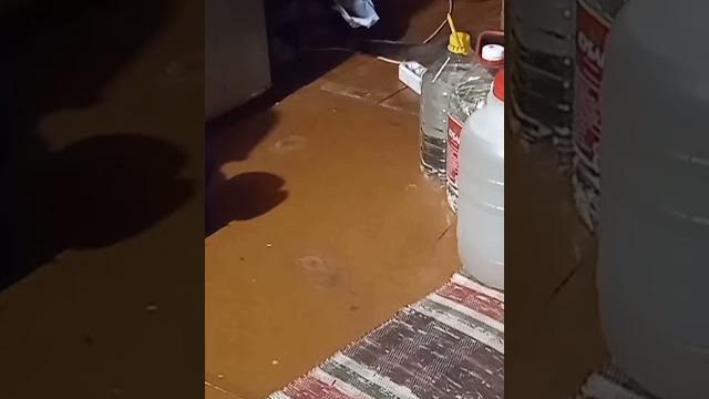 смешные видео о кошках смешные видео о кошках