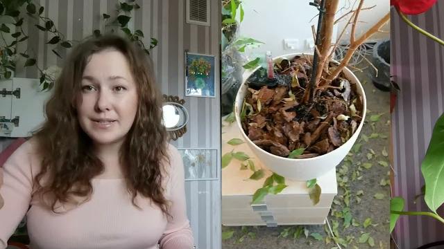 Фикус сбрасывает листья что делать? Фикус сбрасывает листья что делать?