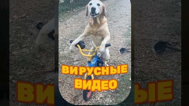 ВИРУСНЫЕ ВИДЕО / Собака на велосипеде ВИРУСНЫЕ ВИДЕО / Собака на велосипеде