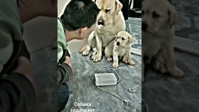 собака защищает своего щенка собака защищает своего щенка