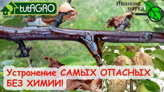 ХВАТИТ ХИМИЧИТЬ! Вот 3 СПОСОБА обойтись БЕЗ ХИМИИ при обработке САДА! Уйдут БОЛЕЗНИ и даже ТЛИ! ХВАТИТ ХИМИЧИТЬ! Вот 3 СПОСОБА обойтись БЕЗ ХИМИИ при обработке САДА! Уйдут БОЛЕЗНИ и даже ТЛИ!