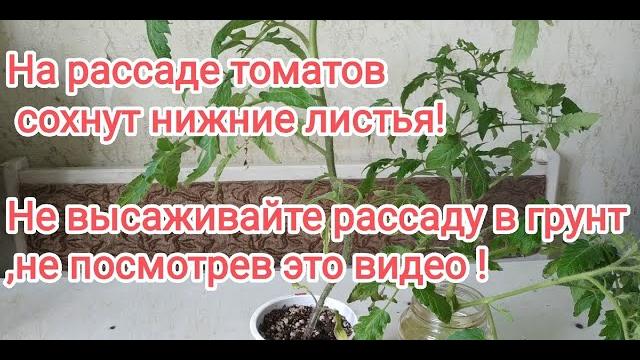 Почему у помидоров сохнут листья? Причины,лечение. Почему у помидоров сохнут листья? Причины,лечение.