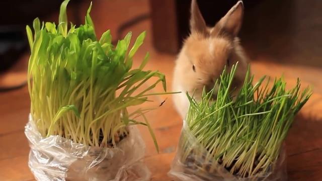 Дикие животные спасают людей! Дикие животные спасают людей!