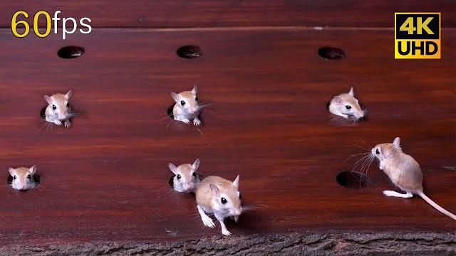 Cat TV mouse Hide & Seek, and Chase fun on screen for cats to watch 4k 60fps 8 hours Cat TV mouse Hide & Seek, and Chase fun on screen for cats to watch 4k 60fps 8 hours
