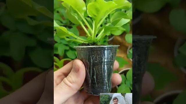 Когда и как прищипывать петунию Когда и как прищипывать петунию