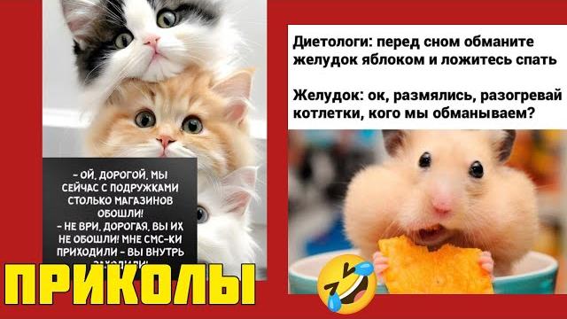 Ты будешь смеяться до слёз! Лучшие добрые мемы для отличного дня! смешные картинки, приколы котики Ты будешь смеяться до слёз! Лучшие добрые мемы для отличного дня! смешные картинки, приколы котики