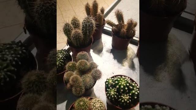 кактусы бывают разные кактусы бывают разные