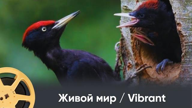 ПРЕМЬЕРА 2025! Живой мир / Vibrant / Vivant. Документальный проект ПРЕМЬЕРА 2025! Живой мир / Vibrant / Vivant. Документальный проект