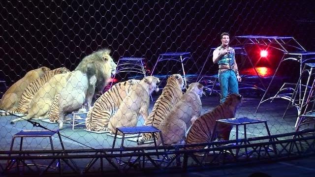 Ringling Brother's Big Cats (Tigers and Lions) show Ringling Brother's Big Cats (Tigers and Lions) show