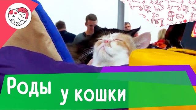 5 правил приема родов у кошки 5 правил приема родов у кошки