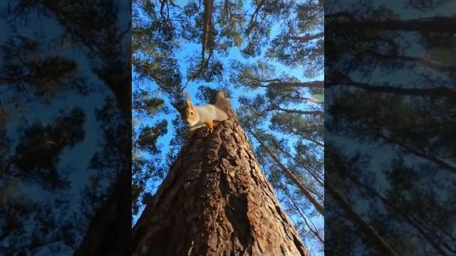#shorts #видео #белки #зима #shorts #видео #белки #зима