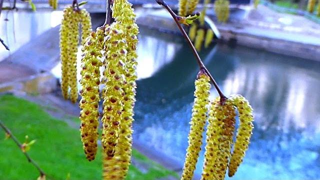 Футаж Березовые Сережки. Весенняя Природа. Сережки на Березе. Футажи для видеомонтажа. Видеофутажи Футаж Березовые Сережки. Весенняя Природа. Сережки на Березе. Футажи для видеомонтажа. Видеофутажи