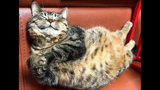 Коты для позитива! Видео смешных котов, котят и собак! Коты для позитива! Видео смешных котов, котят и собак!