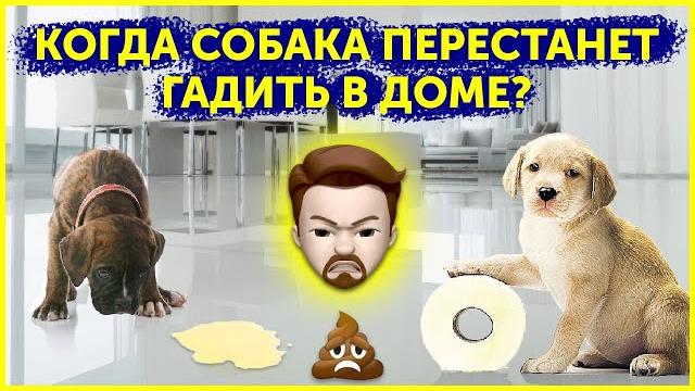 Приучение щенка к туалету | Как отучить щенка гадить дома | Почему собака ходит в туалет дома Приучение щенка к туалету | Как отучить щенка гадить дома | Почему собака ходит в туалет дома