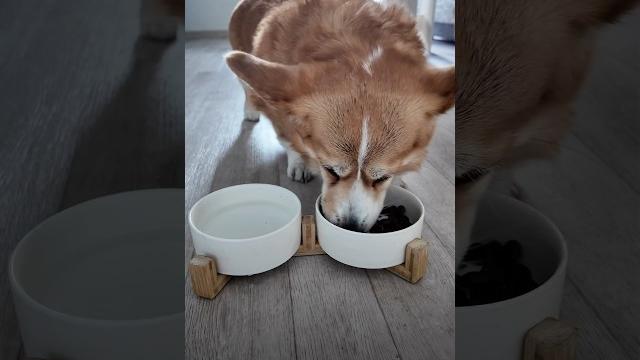 Чем вы кормите собак?! #shortsvideo #shorts #собаки #корги #corgi #милыесобачки #щенок #puppy Чем вы кормите собак?! #shortsvideo #shorts #собаки #корги #corgi #милыесобачки #щенок #puppy