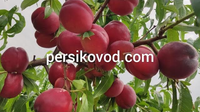 Нектарин Супер Квин persikovod.com Нектарин Супер Квин persikovod.com