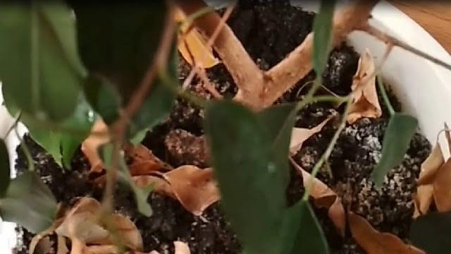 Почему фикус сбрасывает листья? Давайте разбираться в причинах. //Why does ficus shed its leaves?// Почему фикус сбрасывает листья? Давайте разбираться в причинах. //Why does ficus shed its leaves?//