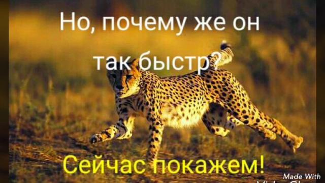 Почему гепард очень быстро бегает? Почему гепард очень быстро бегает?