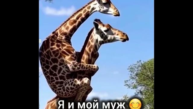 #стопкард #музыка #рекомендации #юмор #стопкард #музыка #рекомендации #юмор