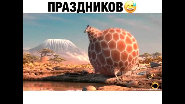 Животные после нового года Животные после нового года