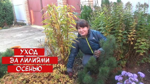 ОБРЕЗКА ЛИЛИЙ на зиму? Как правильно обрезать? Как замульчировать и подготовить к зиме? ОБРЕЗКА ЛИЛИЙ на зиму? Как правильно обрезать? Как замульчировать и подготовить к зиме?