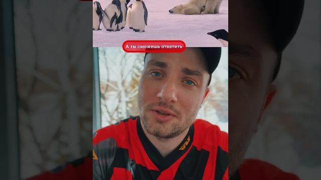 Почему белые медведи не едят пингвинов? #медведи #пингвины #белые #белыемедведи #почему #вопрос Почему белые медведи не едят пингвинов? #медведи #пингвины #белые #белыемедведи #почему #вопрос