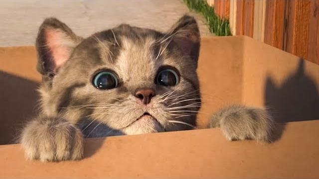 МОЙ МАЛЕНЬКИЙ КОТЕНОК №1. МУЛЬТИК про котят на канале Хвостик ТВ МОЙ МАЛЕНЬКИЙ КОТЕНОК №1. МУЛЬТИК про котят на канале Хвостик ТВ